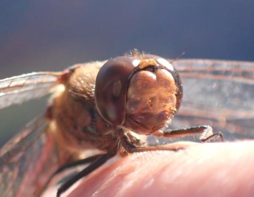 Réf. 354 244 : Sympetrum vulgatum
